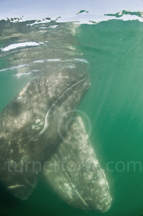 Mother and calf Gray whale pair underwater.