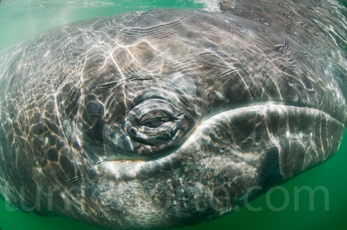 Close up picture of a Gray whale eye underwater.