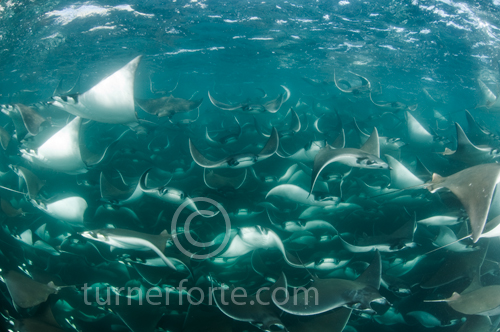 Giant school of Mobula Rays just under the surface at Cabo Pulmo in the Sea of Cortez.