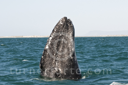 Gray whale taking a look at us above the water, also called spy hop
