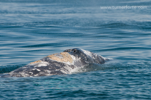 Gray Whale