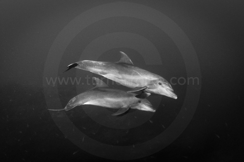Playful Pacific Bottlenose Dolphins, San Benedicto, Revillagigedo Islands, Baja Mexico
