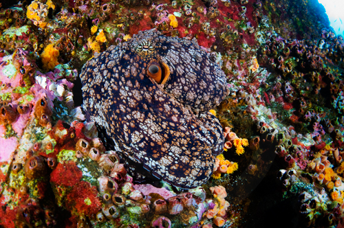 I spy an octopus nderwater at Roca Partida, Revillagigedo Islands, Baja Mexico