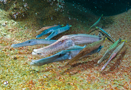 A rainbow of Trumpet fish, Roca Partida, Revillagigedo Islands, Baja Mexico