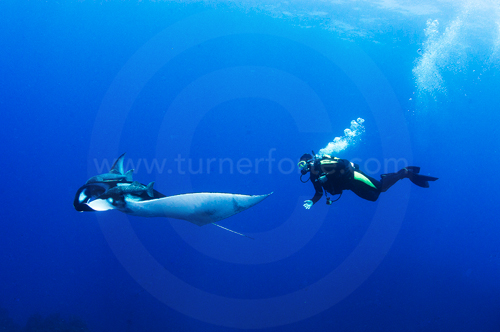 Diver follows Giant Manta Ray, Revillagigedo Islands
