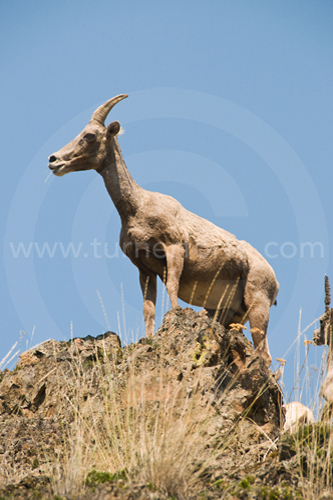 Mountain goat eating grass