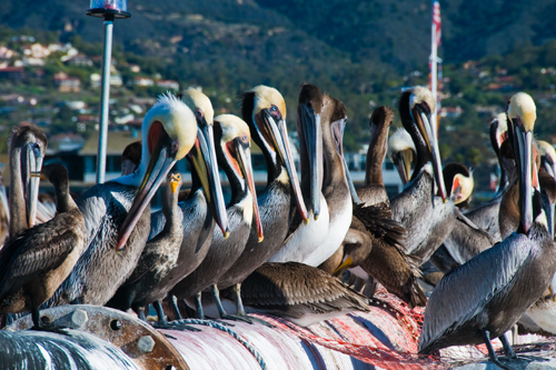pelican colony