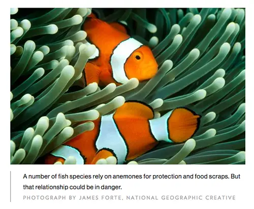 National Geographic Stock Photo of False Clown Fish for Internet article